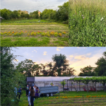 Orto, campo e Accademici